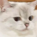 ame