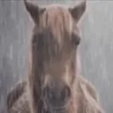 sadhorse