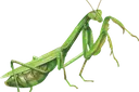prayingmantis