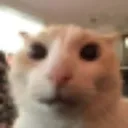 bobo