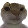sUScat