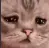 sadcat