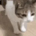 DIESOFCAT