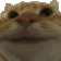 catNODDING Discord Emoji