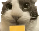apolocheese