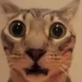 shocked shocked