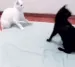 CatDunk CatDunk