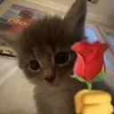 catRose2
