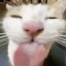 SillyCat