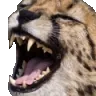 XD XD