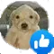 jotchua_like jotchua_like