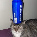 A tabby cat sitting with its eyes closed while a blue beer can is balanced on top of its head.