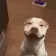 dogsmile