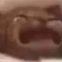 catcry