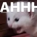catscream