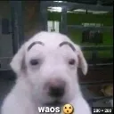 Waos Waos