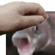 pat_the_pog_fish
