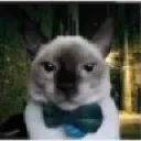 goofyasscat
