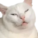 Derpy_Cat