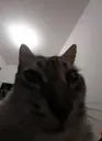 stares