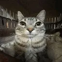 areyousilliusrightmeow