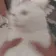 catshake catshake