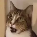 Whatcat whatcat Discord Emoji