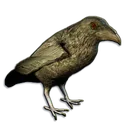 crow crow