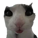 catbwuh catbwuh