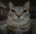 catcloseup Discord emoji