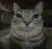 catcloseup catcloseup