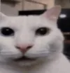 cat cat