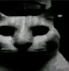 evilcat