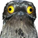pothuh