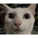 Mog_15