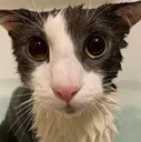 soggy
