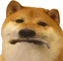sadgedog