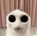KittyStare KittyStare