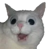 CattoGoggly