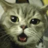 shockedcat