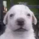 stunned