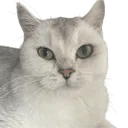 7vidscat 7vidscat