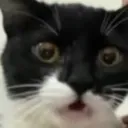 catshock9
