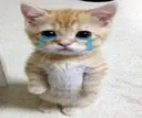 catcry