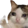 SadCatOk