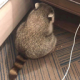 zRaccoonAngy Discord emoji