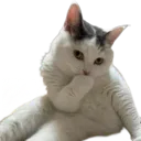 Omg Cat Discord Emoji