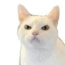 Grumpy Cat grumpy_cat Discord Emoji
