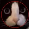goofycat
