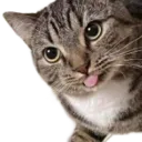 mlem_cat Discord Emoji